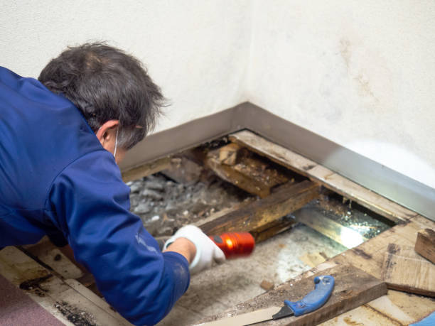 Best Water Damage Restoration  in Robertsde, AL