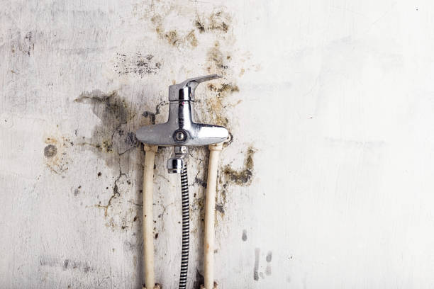 Best Commercial Mold Removal  in Robertsde, AL