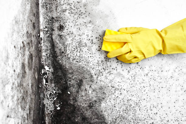 Best Mold Damage Repair  in Robertsde, AL