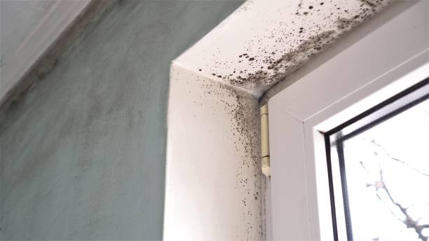 Home Mold Removal in Robertsdale, AL