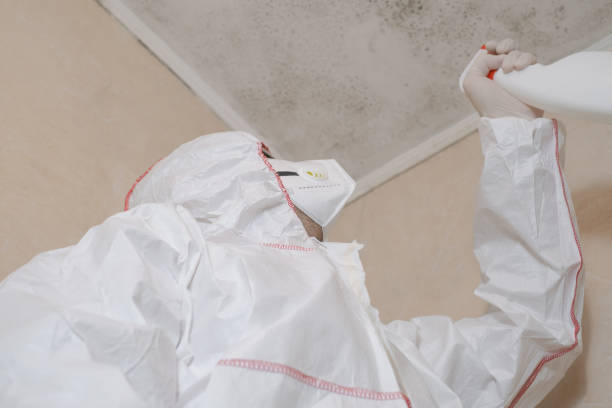 Best Mold Damage Repair  in Robertsde, AL